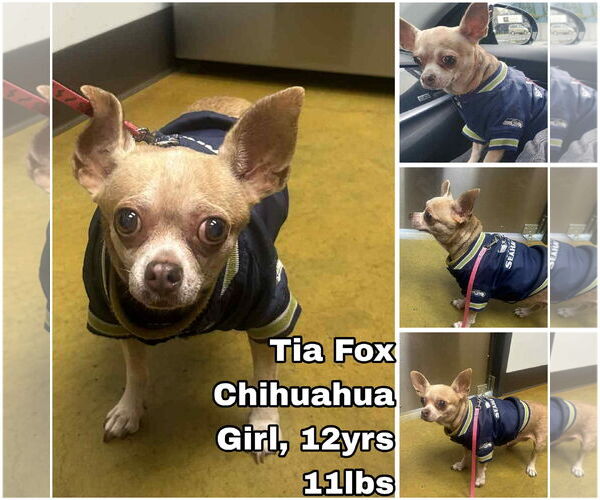 Medium Photo #1 Chihuahua Puppy For Sale in Seattle, WA, USA