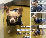 Small Chihuahua