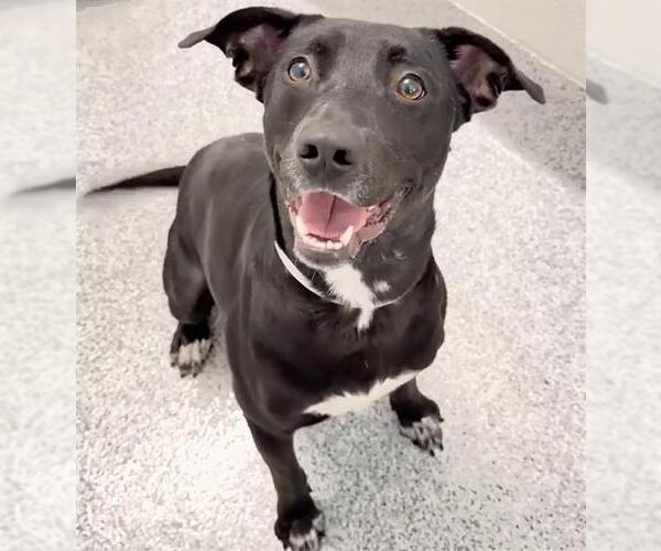 Medium Photo #2 Labrador Retriever Puppy For Sale in Houston, TX, USA