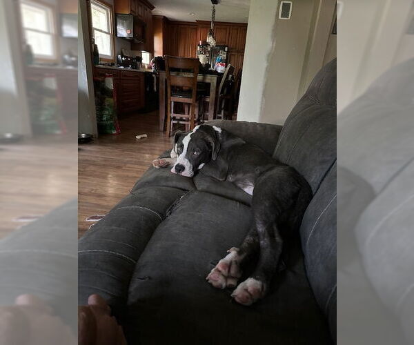 Medium Photo #2 Great Dane-Unknown Mix Puppy For Sale in Minneapolis, MN, USA