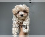 Puppy 5 Maltese-Poodle (Toy) Mix