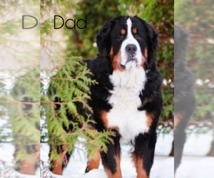 Father of the Bernese Mountain Dog puppies born on 03/02/2021