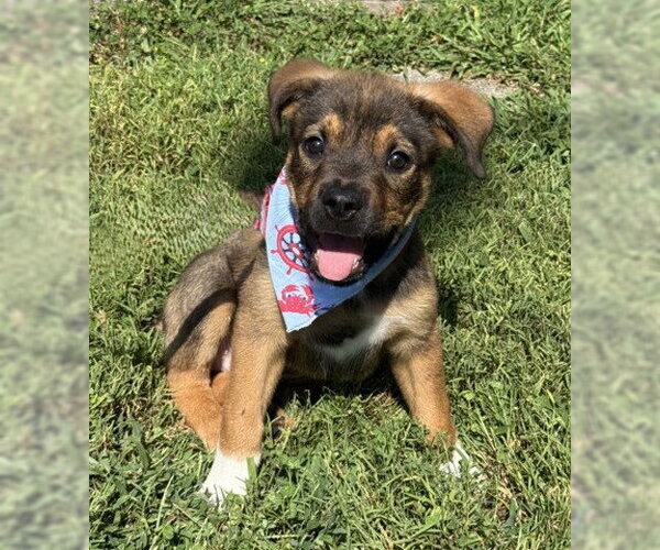 Medium Photo #1 Mutt Puppy For Sale in Warrenton, VA, USA