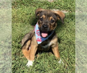 Mutt Dogs for adoption in Warrenton, VA, USA