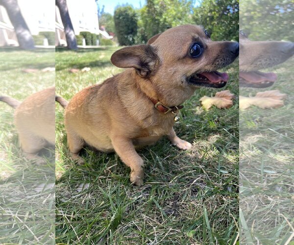 Medium Photo #8 Chihuahua-Unknown Mix Puppy For Sale in Dana Point, CA, USA