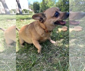 Penny - Female Chihuahua-Unknown Mix Dog for Adoption - Photo #8