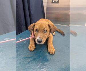 Labrador Retriever-Unknown Mix Dogs for adoption in Mobile, AL, USA