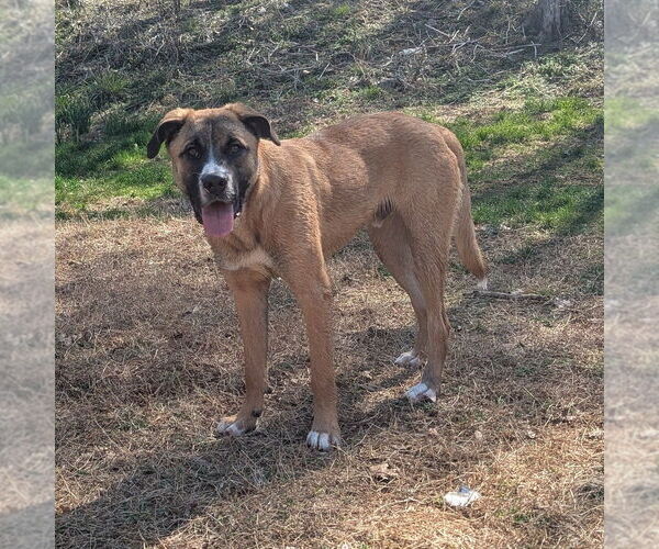 Medium Photo #3 Anatolian Shepherd-Unknown Mix Puppy For Sale in Vail, AZ, USA