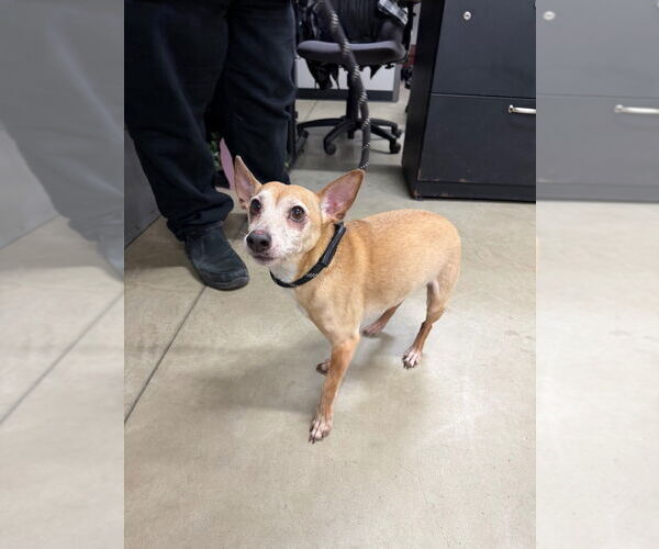 Medium Photo #3 Chihuahua-Unknown Mix Puppy For Sale in Pierceton , IN, USA