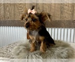 Small #9 Yorkshire Terrier