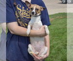 Small #3 Italian Greyhound-Jack Russell Terrier Mix