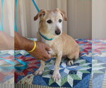 Small Dachshund Mix