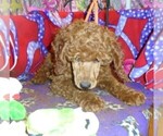 Small #4 Poodle (Standard)