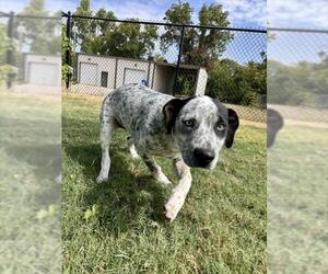 Mutt Dogs for adoption in Temple, TX, USA