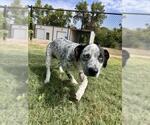 Small Mutt