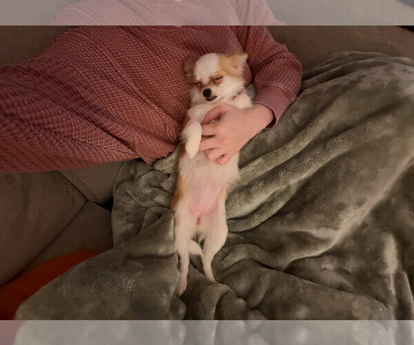 Medium Photo #4 Chiranian Puppy For Sale in Grafton, WI, USA
