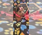 Small Photo #5 Yorkshire Terrier Puppy For Sale in AKRON, OH, USA