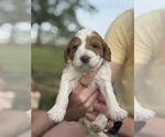 Puppy Puppy 6 Goldendoodle (Miniature)