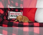 Small Photo #2 Labrador Retriever Puppy For Sale in NEENAH, WI, USA