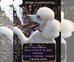 Small Photo #22 Poodle (Standard) Puppy For Sale in WINCHESTER, TN, USA