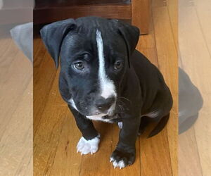 American Pit Bull Terrier-Unknown Mix Dogs for adoption in Belleville, MI, USA