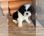 Small Photo #8 Shiranian Puppy For Sale in SAINT AUGUSTINE, FL, USA