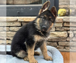 Small Photo #32 German Shepherd Dog Puppy For Sale in LENOIR, NC, USA