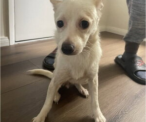 Chihuahua Dogs for adoption in San Diego, CA, USA