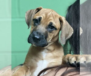 Mutt Dogs for adoption in Elmsford, NY, USA