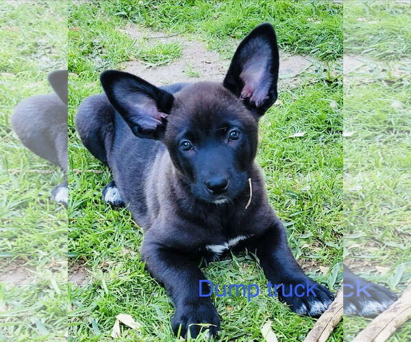Medium Photo #1 Shepradors Puppy For Sale in Mission Viejo, CA, USA