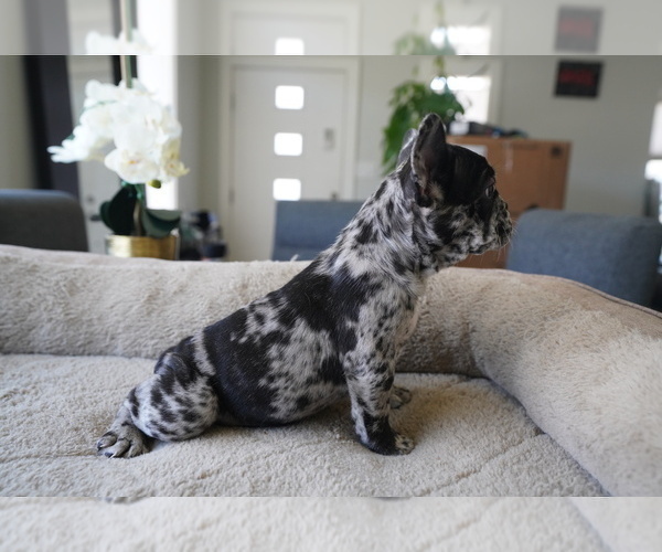 Medium Photo #2 French Bulldog Puppy For Sale in SAN FRANCISCO, CA, USA