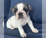 Puppy Lollie English Bulldog