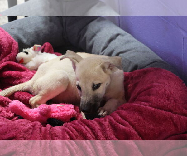 Medium Photo #34 Labrador Retriever-Unknown Mix Puppy For Sale in Sebec, ME, USA