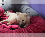 Small #33 Labrador Retriever Mix