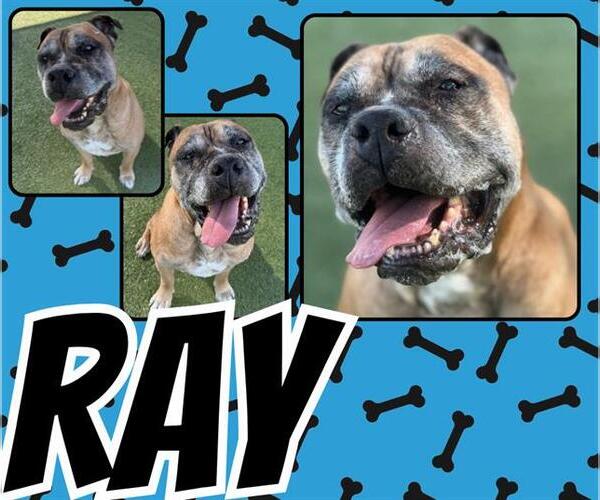 Medium Photo #2 Bullmastiff Puppy For Sale in Pearland, TX, USA