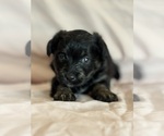 Kitten - Female Corgipoo Puppy for Sale - Photo #19