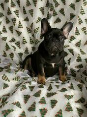 French Bulldog Puppy for sale in FLUSHING, NY, USA