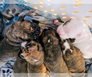Boxer Puppy for sale in COMMERCE CITY, CO, USA