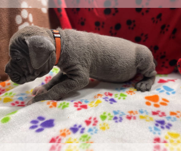 Medium Photo #6 Cane Corso Puppy For Sale in WATERBURY, CT, USA