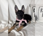 Small #6 German Shepherd Dog