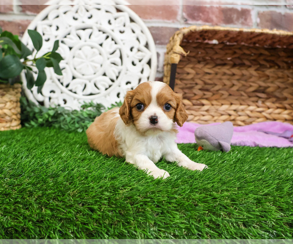 Medium Photo #2 Cavalier King Charles Spaniel Puppy For Sale in SYRACUSE, IN, USA