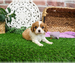 Small #1 Cavalier King Charles Spaniel
