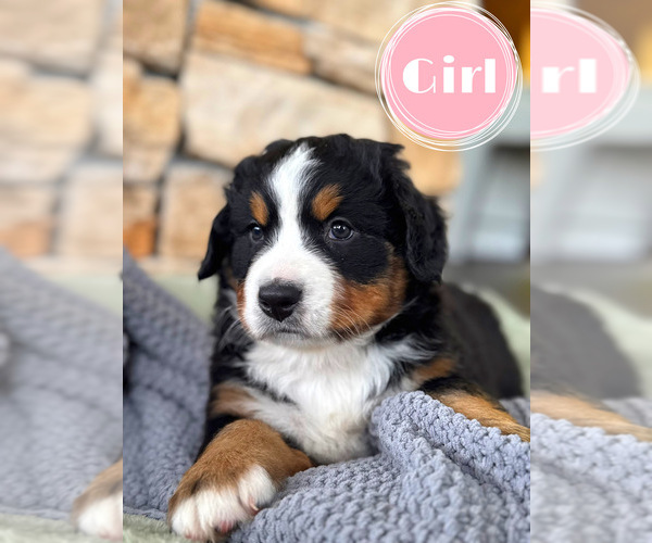 Medium Photo #1 Bernese Mountain Dog Puppy For Sale in BRANSON, MO, USA