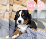 Small Bernese Mountain Dog