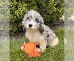 Small #1 Cockapoo