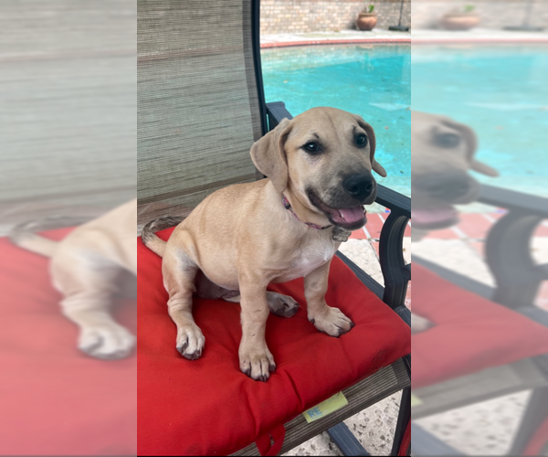 Medium Photo #4  Puppy For Sale in , 