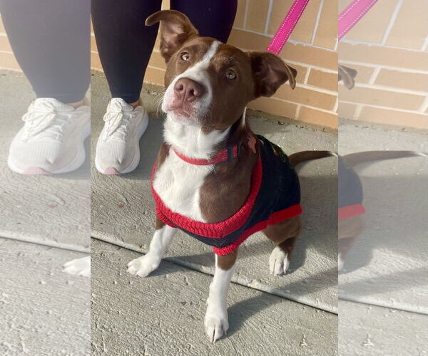 Medium Photo #5 Collie-Unknown Mix Puppy For Sale in Mount Laurel, NJ, USA