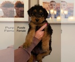 Small Photo #14 Airedale Terrier Puppy For Sale in LENEXA, KS, USA