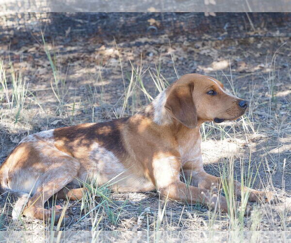 Medium Photo #2 Coonhound-Unknown Mix Puppy For Sale in Chama, NM, USA