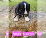 Puppy Magnolia Australian Shepherd